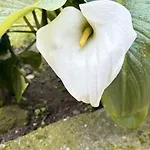 Nyaraló Casa Castanhas - Cinfaes, Viseu
