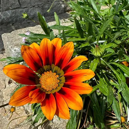 Casa Castanhas - Cinfães, Viseu Casa de Férias