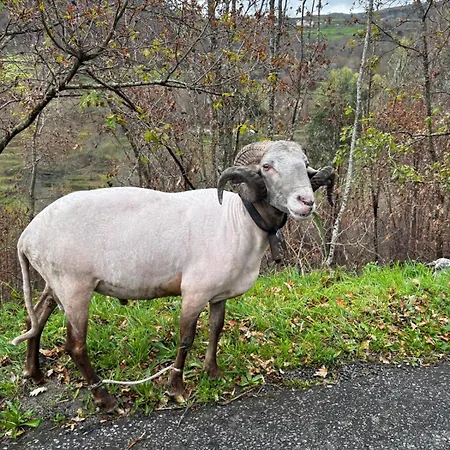Casa de Férias Casa Castanhas - Cinfães, Viseu *