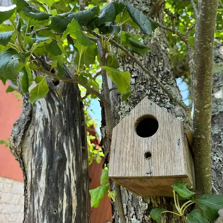 Casa Castanhas - Cinfaes, Viseu Holiday home *