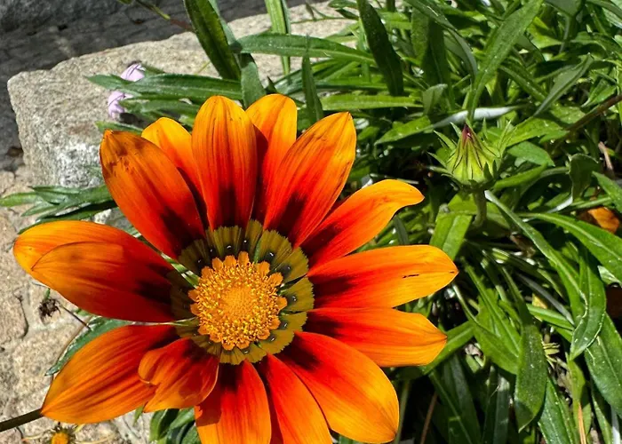 Casa Castanhas - Cinfaes, Viseu Nyaraló