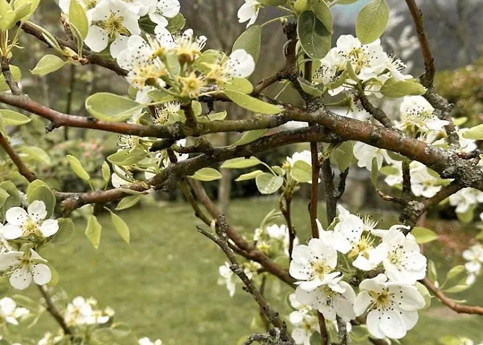 Dom wakacyjny Casa Castanhas - Cinfaes, Viseu
