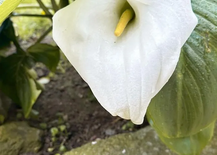 Ferienhaus Casa Castanhas - Cinfaes, Viseu